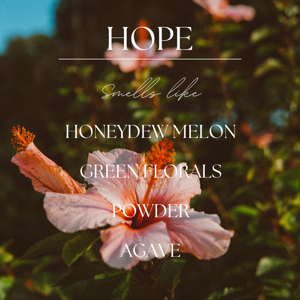 Hope |  Hibiscus & Agave | 9 oz. Clear Jar Soy Candle: Natural Wood Lid